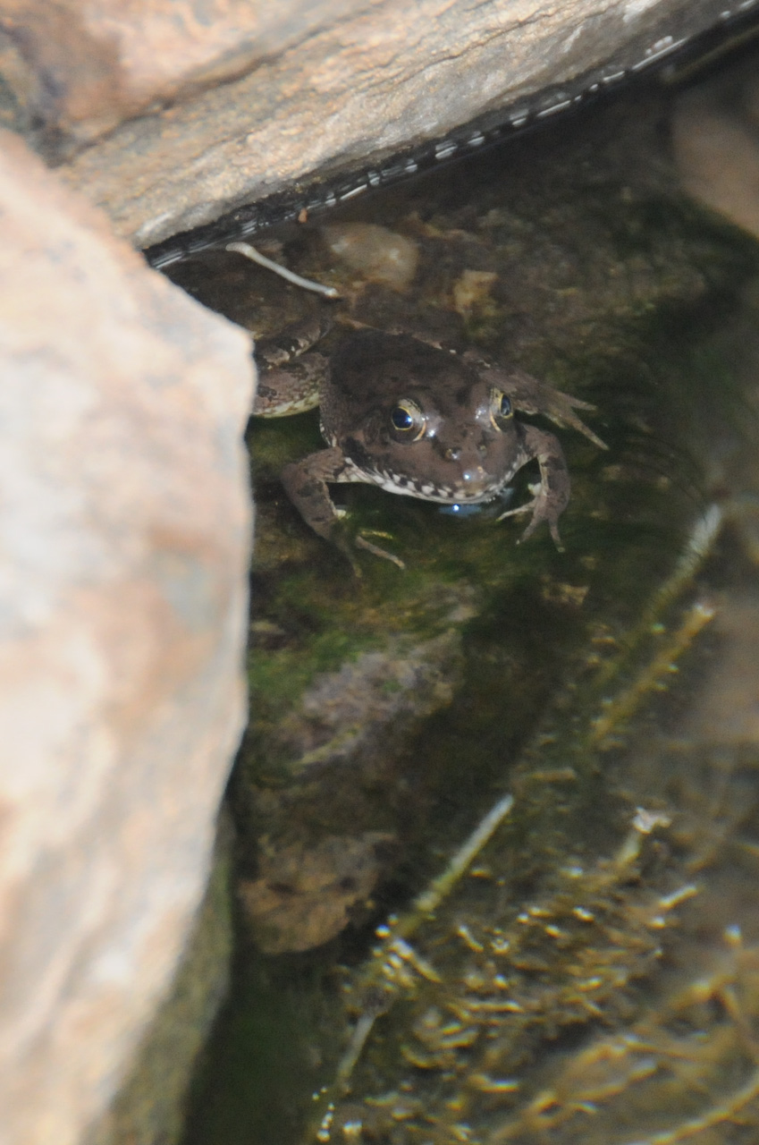 Oasis frog