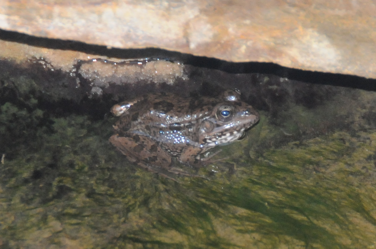 Oasis frog