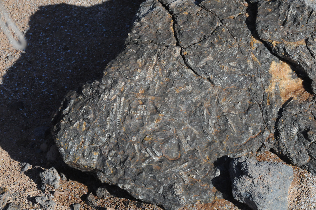 Fossil bed