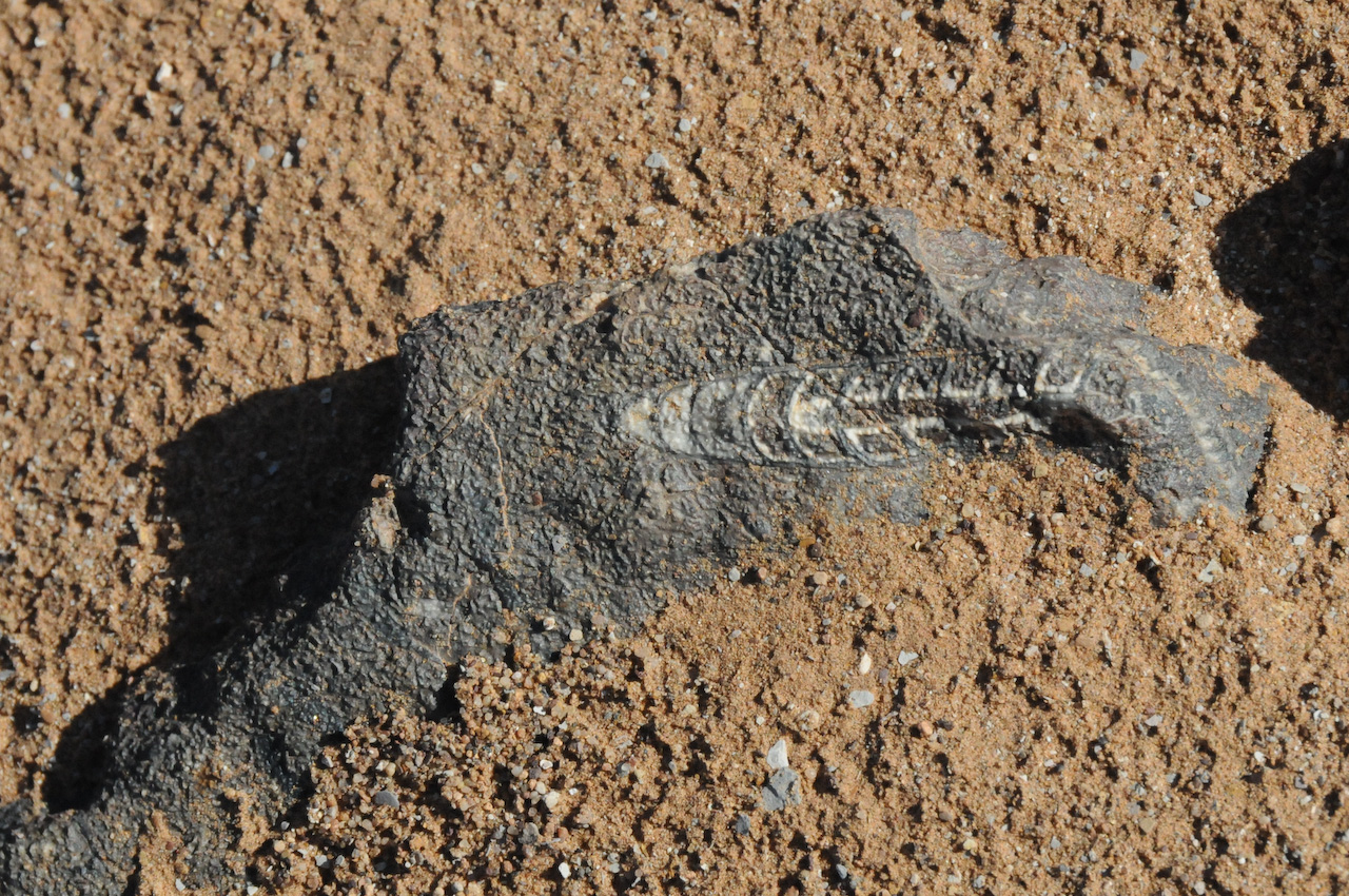 Fossil bed