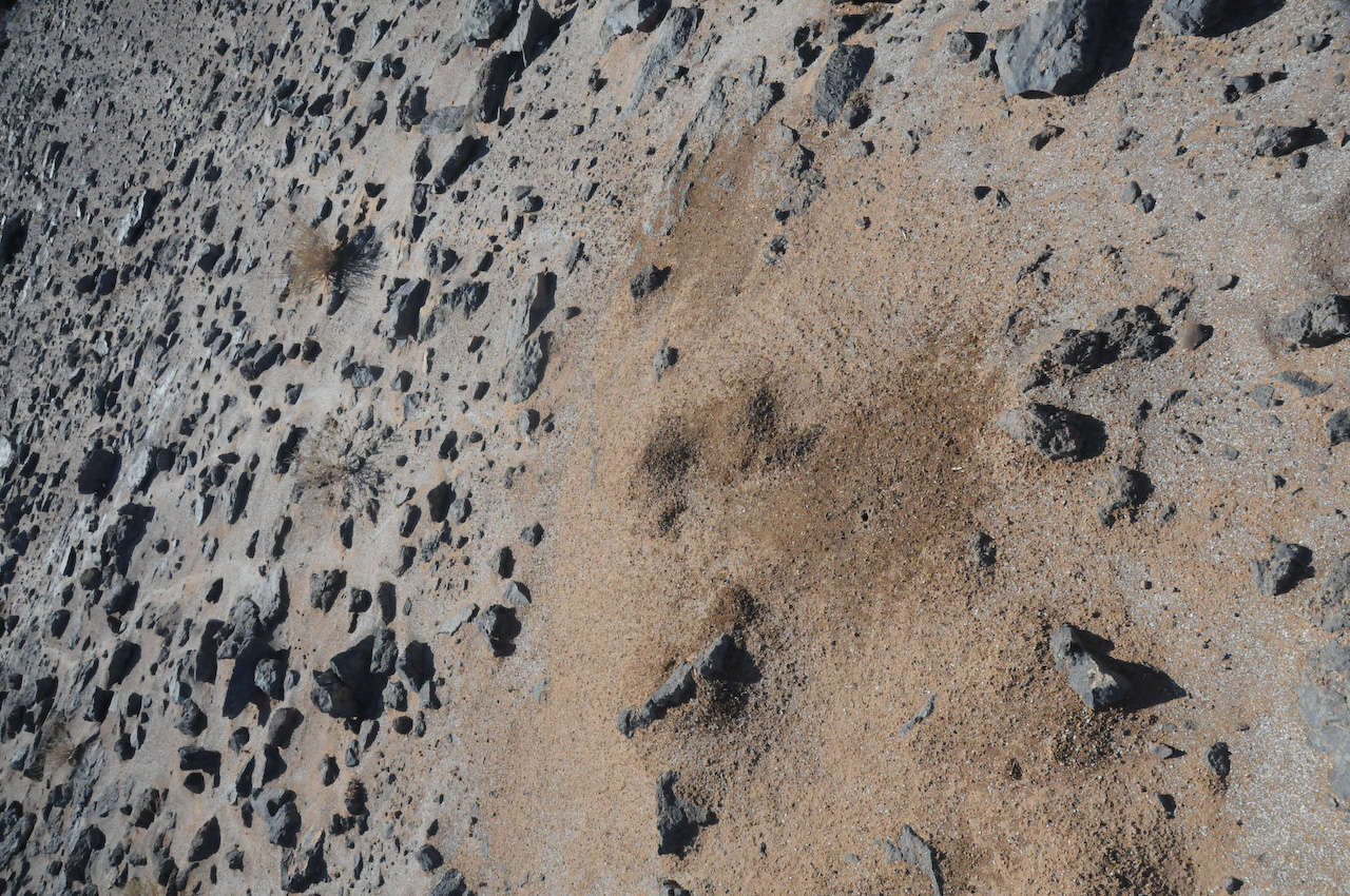 Fossil bed