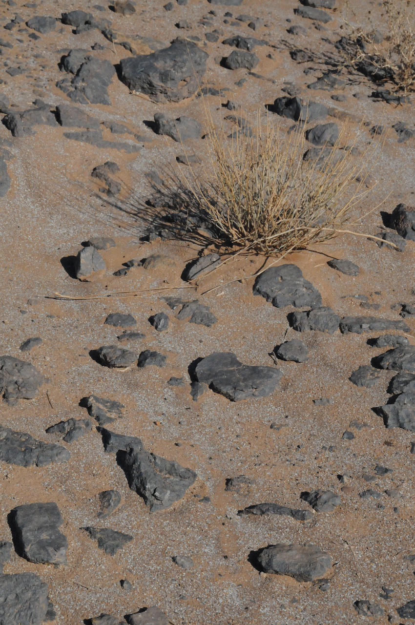 Fossil bed