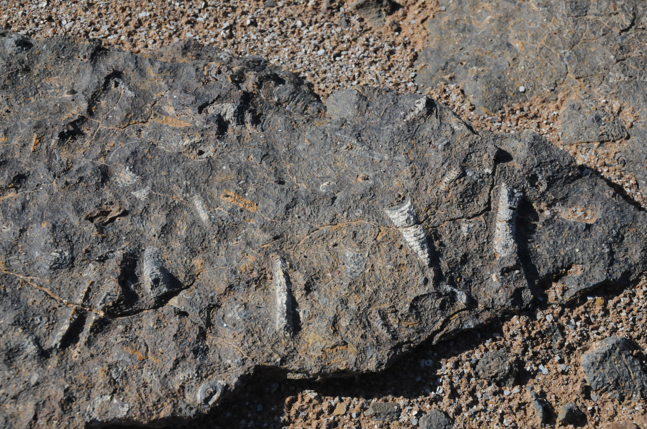 Fossil bed