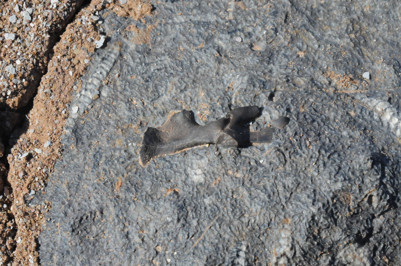Fossil bed