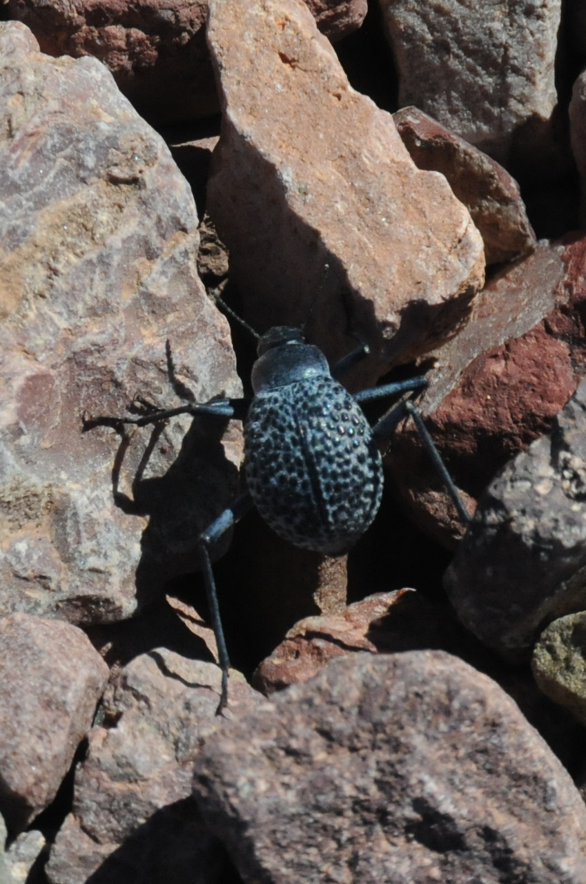 Beetle