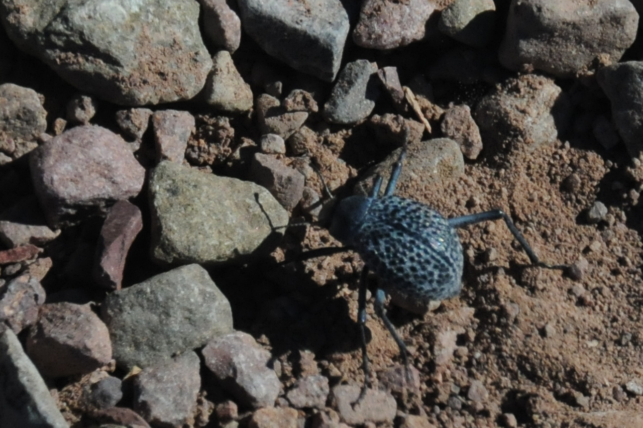 Beetle