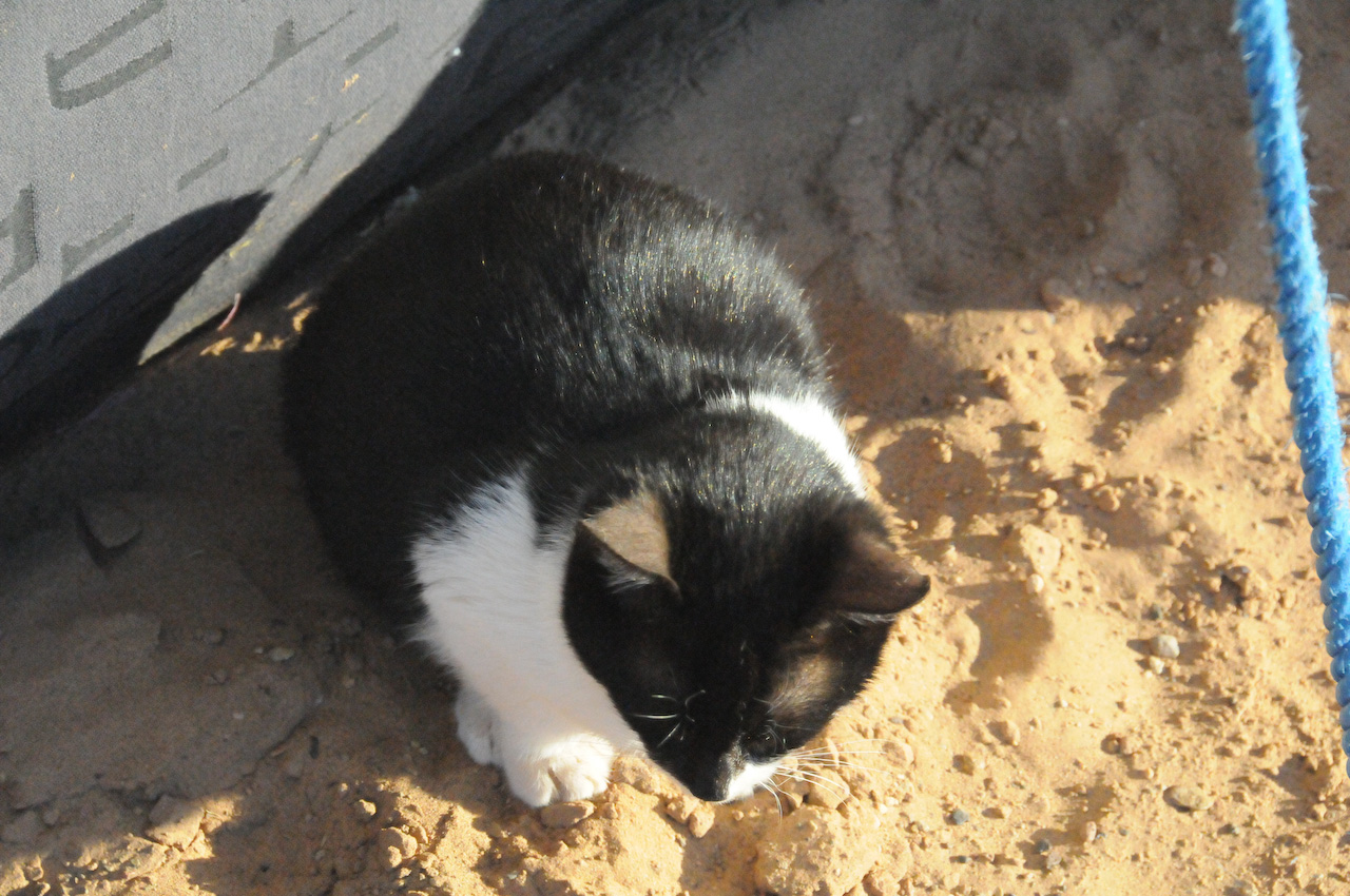 Desert cat