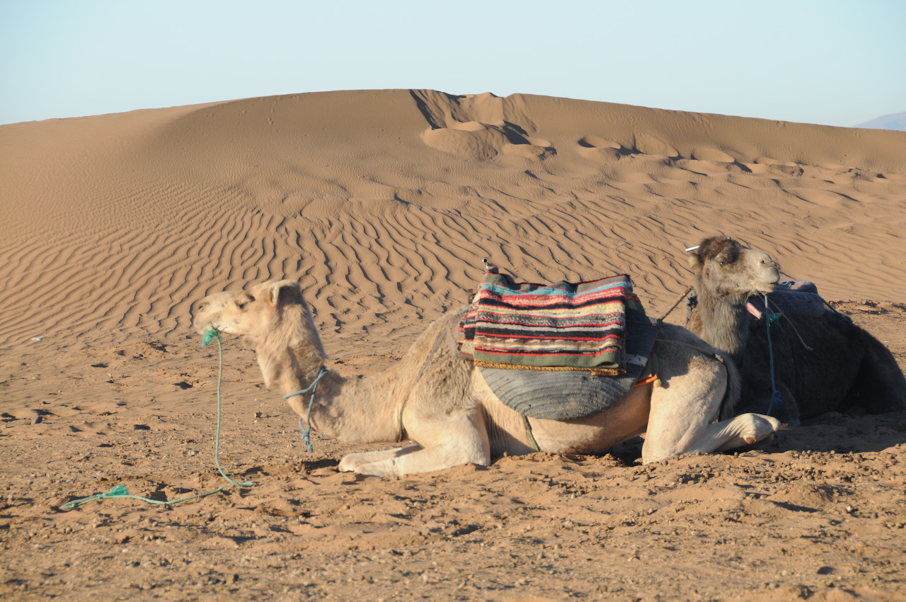 Camels