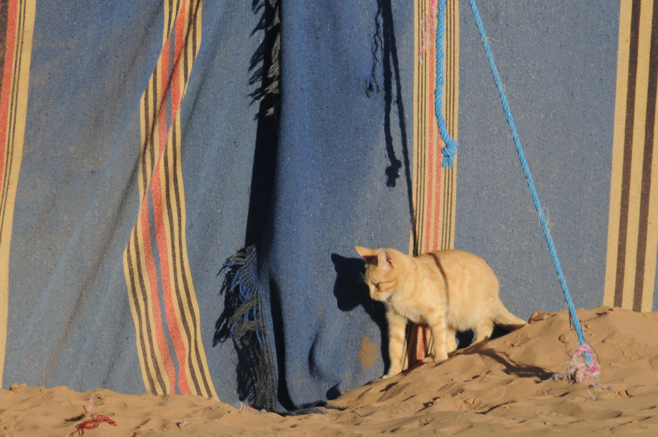 Desert cat
