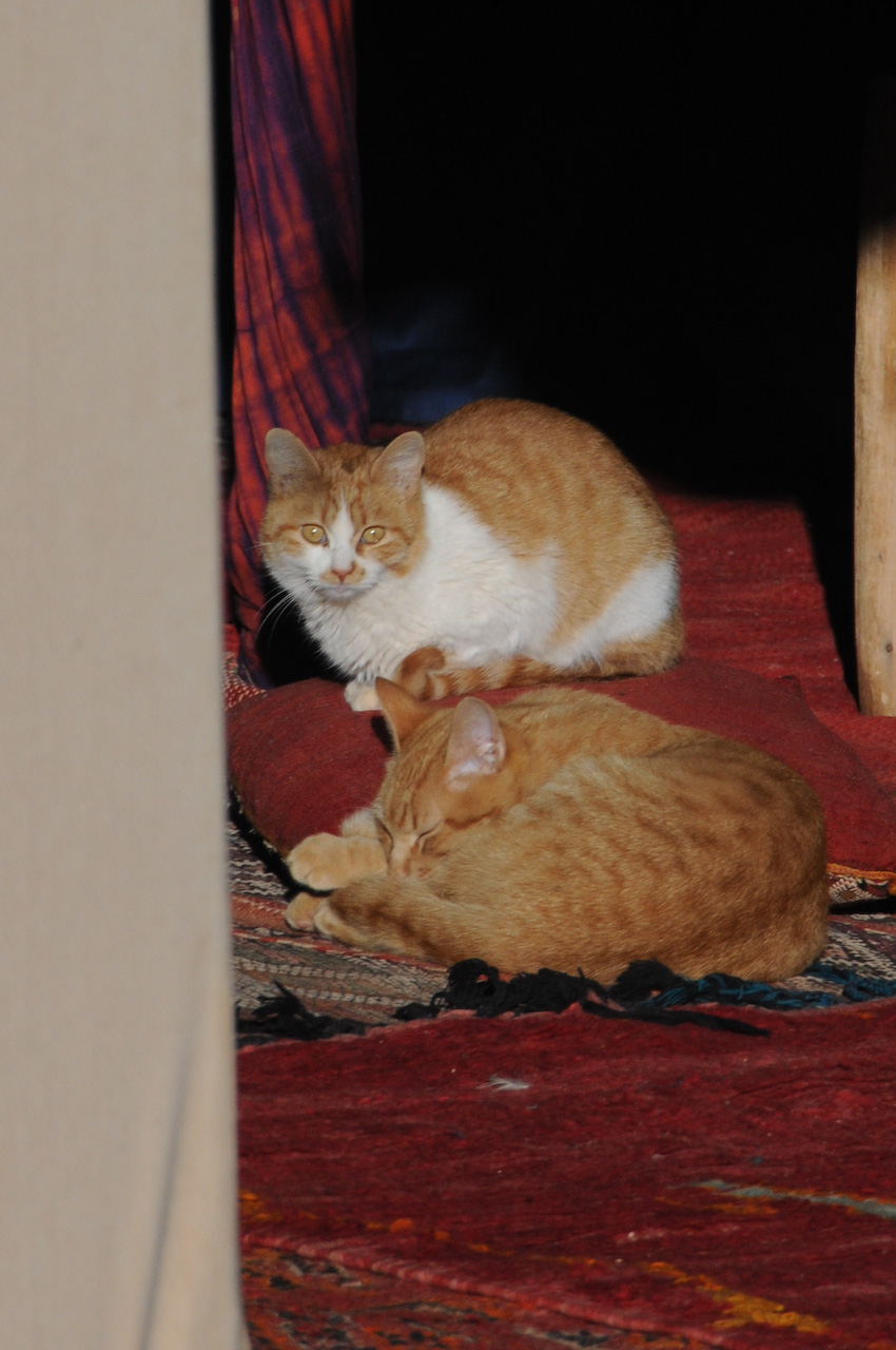 Cats