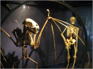 Man-sized bat skeleton