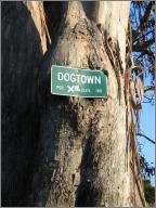 Dogtown, Pop 31