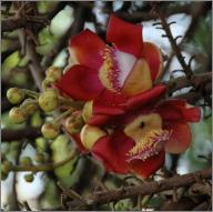 Cannonball tree flowers