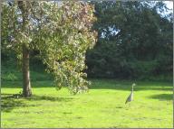 Egret on the lawn