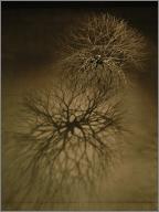 Ruth Asawa piece