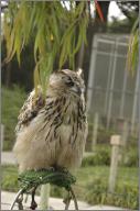 Fluffy Great Horned Owl