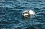 Dolphin along side the Ferry