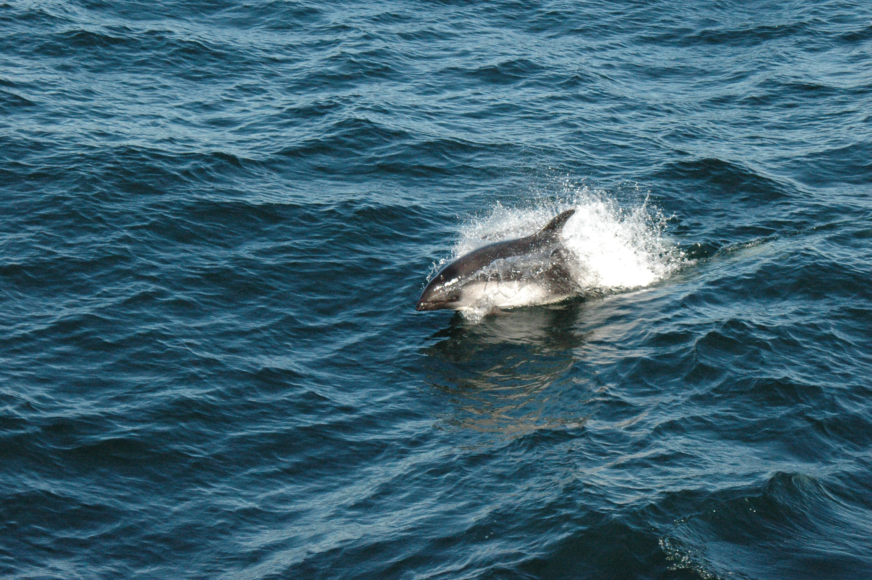Dolphin along side the Ferry