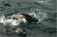 Fur seals