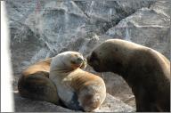 Sea Lions