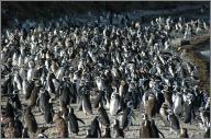 A few penguins