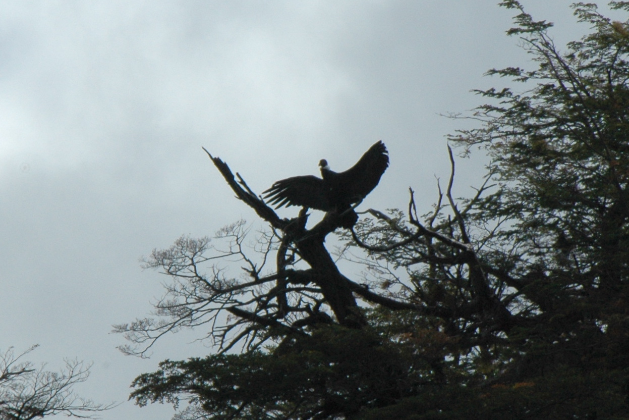 Condor