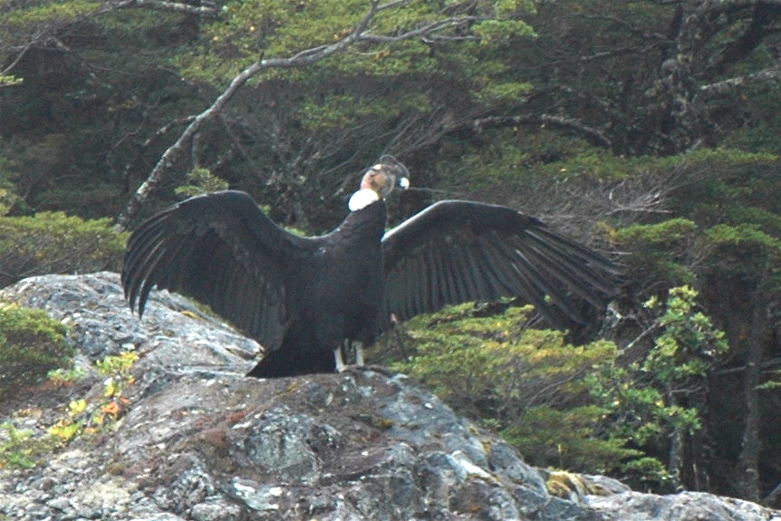 Condor
