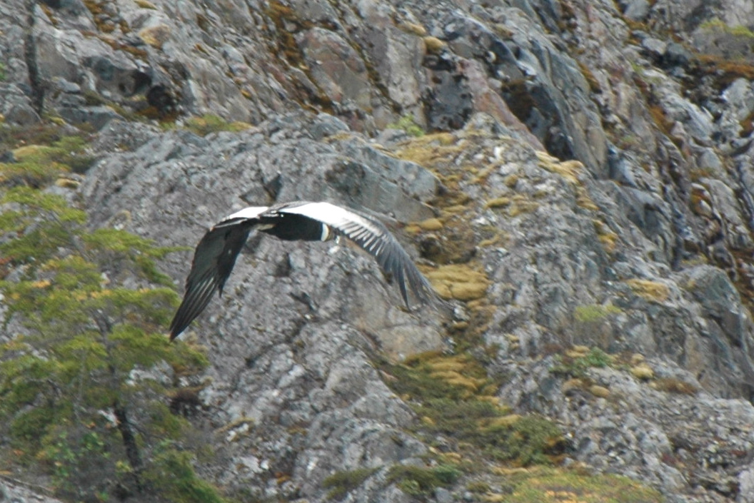 Condor