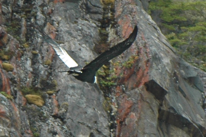 Condor