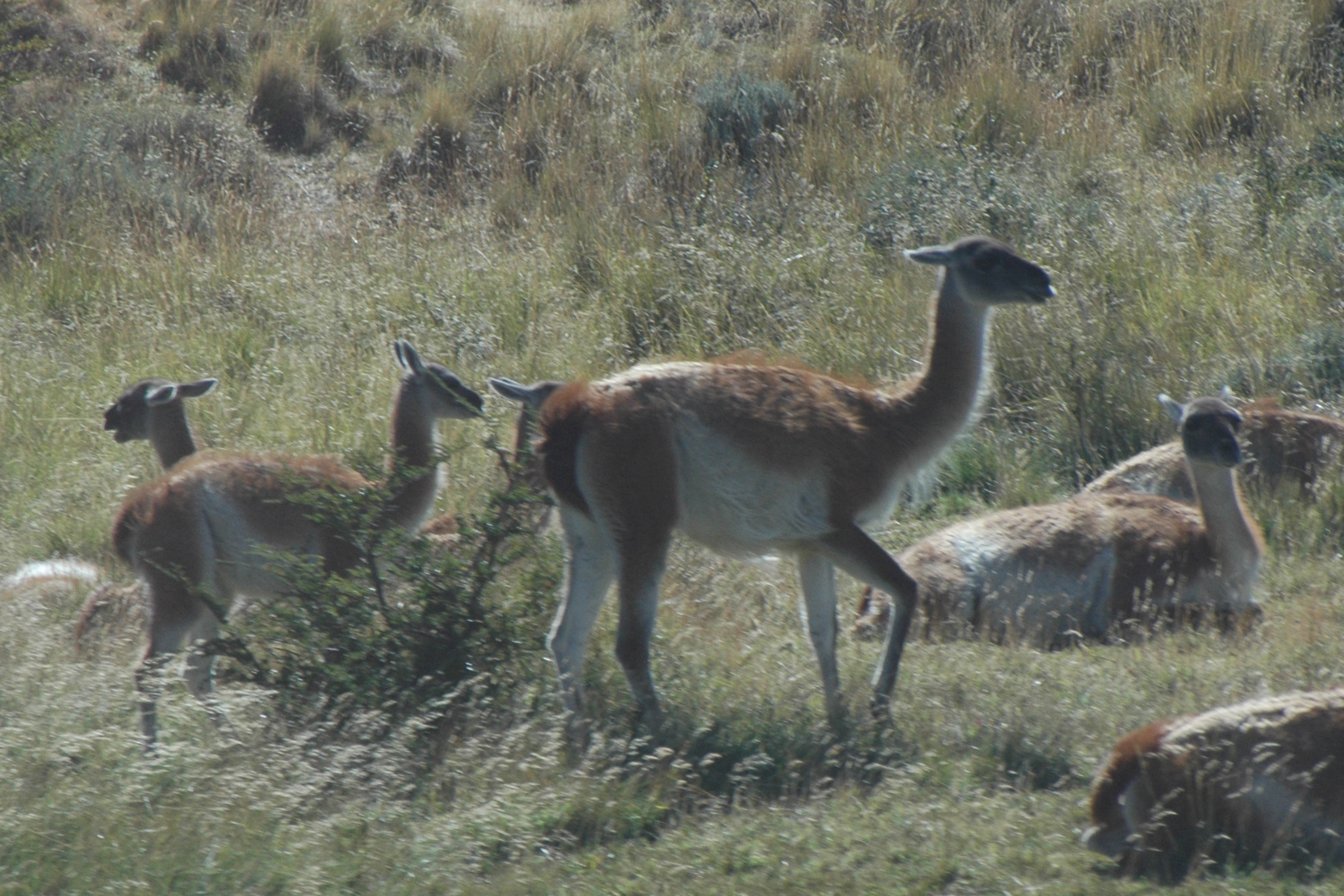 Guanacos