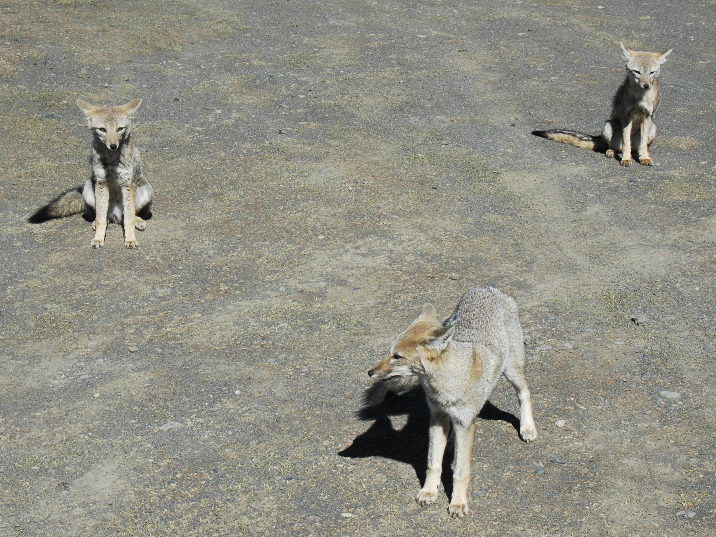 Three Little Zorros