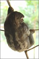 Young sloth
