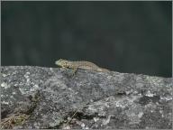 Lizard at the peak