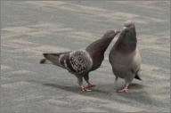 Airport pigeons
