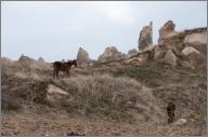 Cappadocian horses