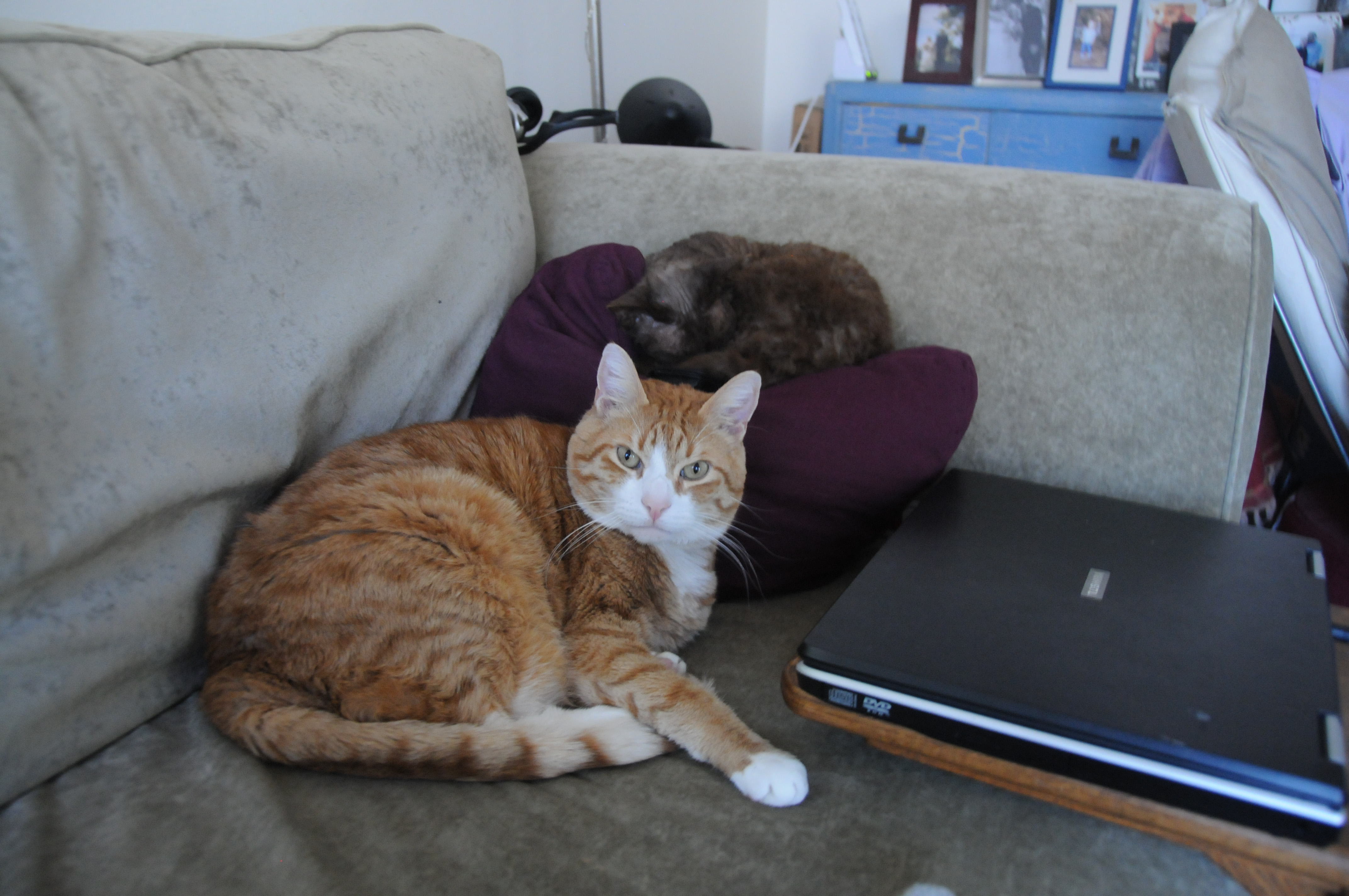 Cheerio cats